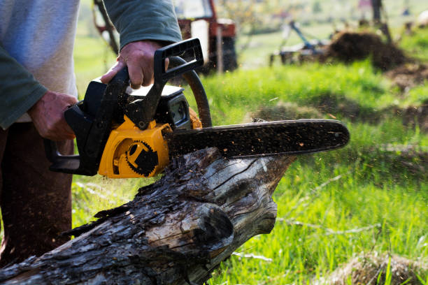 Professional Tree Removal Services in Flora, IL