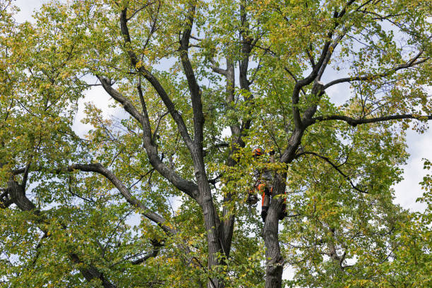 How Our Tree Care Process Works  in  Flora, IL